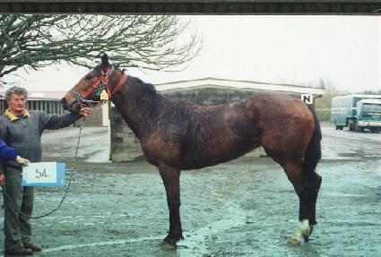 ��Ƽ������ ����