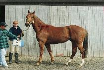 �������� (MALGEUN NURI) ����