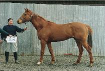 �󸲻� (SANGNIMSA) ����