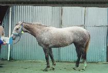 �׷������ (GRAND VISTA) ����