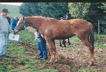 ŷ�����̽� (KING��S CHOICE) ����