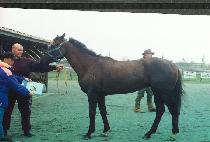 ����Ƽ�������� (NGATIRA PRINCE) ����