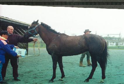 ����Ƽ�������� ����