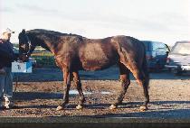 ŷ�Ϸ��� (KING ILLUSION) ����