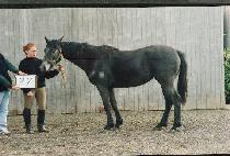 ����Ʈ�� (MOUNT KOOK) ����