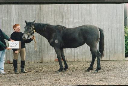 ����Ʈ�� ����