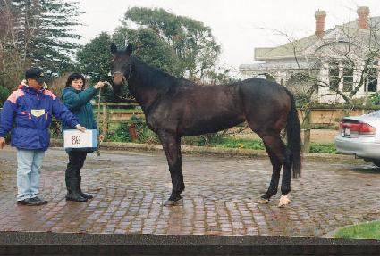 Ƽ�Ʒ��� ����