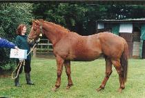 û��ȣ (CH��EONGSHINHO) ����