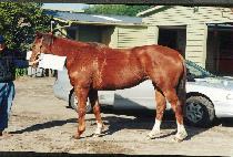 ����� (EOLLADIYA) ����