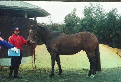 ���̴����̻��� ����