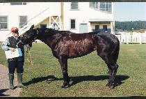 ���Ǻ긮�� (OCEAN BREEZE) ����