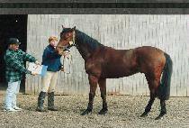 žŷ (TOP KING) ����