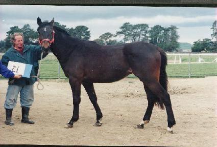 ������ ����