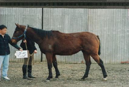 �������� ����