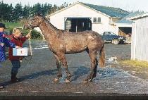 ����� (KIPPEUMI) ����