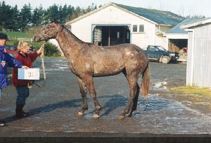 ����� ����