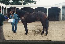 ��ġ�н�Ʈ (MARCH PAST) ����