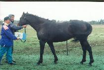 �¼� (T��AESEONG) ����