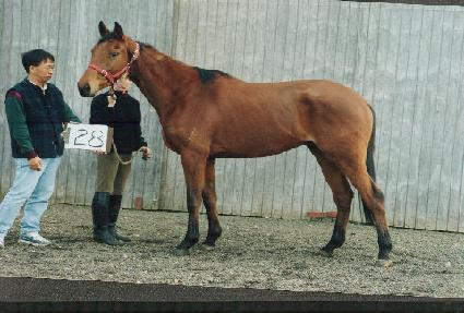 ���������� ����