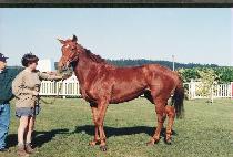 �÷����� (PLUM DUFF) ����