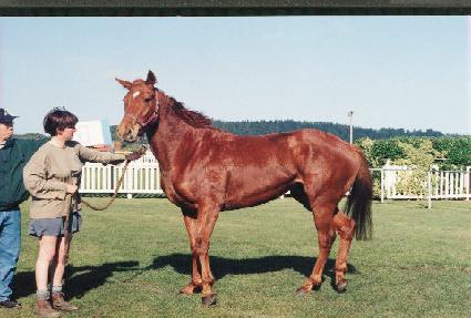 �÷����� ����