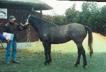 ���ϼ� (T��AEILSEONG) ����