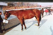 �α⸸�� (INGI MANJEOM) ����