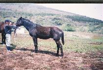 ���Ѱ� (SAEHANGEOM) ����