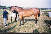 ���������� (WONHYUNG-EUI JILJU) ����