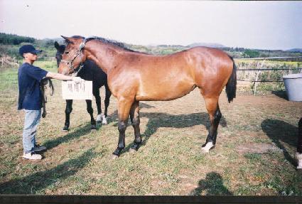 ���������� ����