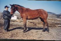 ���ڸ� (TOKOMA) ����