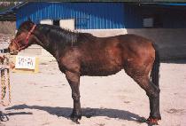 �ְ����� (CH��OEGO SEONT��AEK) ����