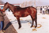 �ָ���� (JUMAL GYEONGSA) ����