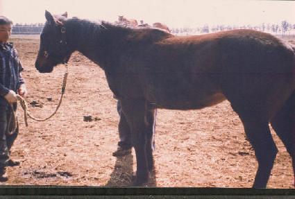 ������ ����