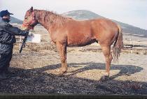 ��¸� (USEUNGMORI) ����