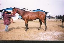 �׸������� (GREEN FIGHTER) ����