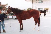 ����ĳ�� (BLACK CANNON) ����