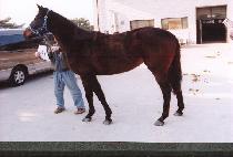 ������ (YEONGBOSEONG) ����