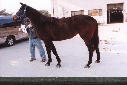 ������ ����