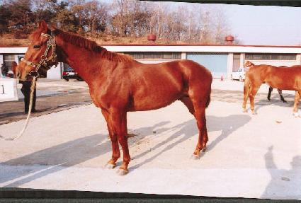 �ѳ��� ����