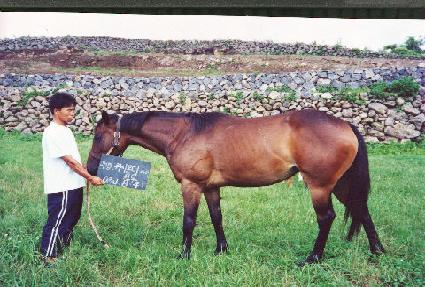 ���� ����