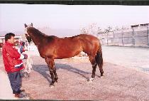 ���غ� (SAEJUNBI) ����