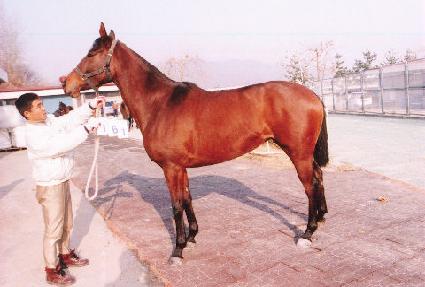 �̱⼼ ����