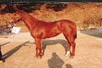 ȥ���� (HORNTAIL) ����