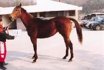 ŷ���극�̽� (KING OF RACE) ����