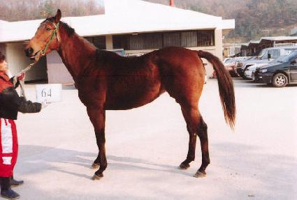 ŷ���극�̽� ����