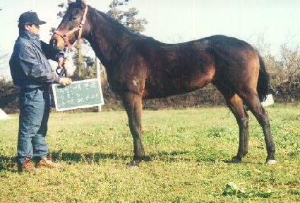 ������ ����