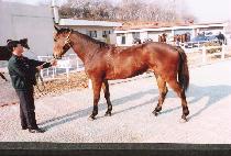 �Ƹ����׽� (AMAZONAS) ����