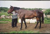 ��� (HYANGSU) ����