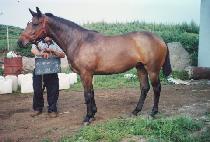 ��� (JANGMAT) ����